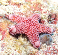 Asterodiscides tuberculosus