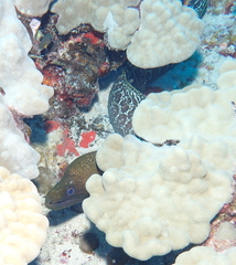 Gymnothorax undulatus