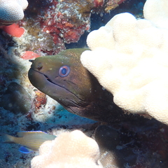 Gymnothorax undulatus