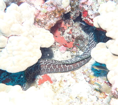 Gymnothorax undulatus