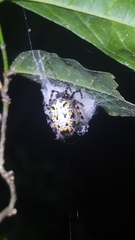 Alpaida alticeps
