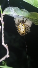 Alpaida alticeps