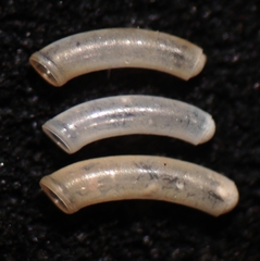 Caecum auriculatum