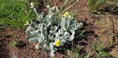 Helichrysum dasymallum