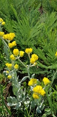 Helichrysum dasymallum