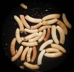 Caecum trachea