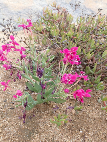 Image of Lapeirousia silenoides by no rights reserved