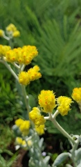 Helichrysum dasymallum