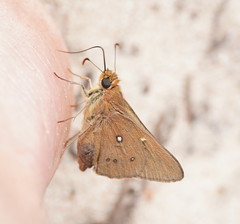 Hesperilla trimaculata