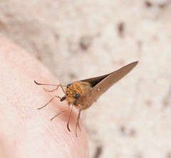 Hesperilla trimaculata