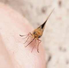 Hesperilla trimaculata