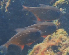 Pempheris analis
