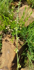 Aspidoglossum biflorum