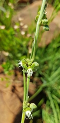Aspidoglossum biflorum