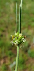 Aspidoglossum biflorum