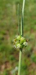 Aspidoglossum biflorum