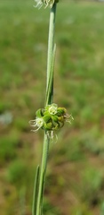 Aspidoglossum biflorum