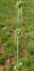 Aspidoglossum biflorum