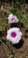 Ipomoea bathycolpos