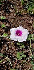 Ipomoea bathycolpos