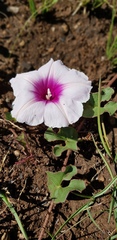 Ipomoea bathycolpos