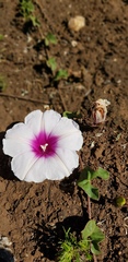 Ipomoea bathycolpos