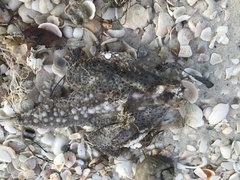 Ogcocephalus cubifrons