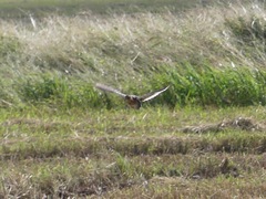 Coturnicops noveboracensis