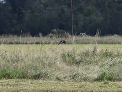 Coturnicops noveboracensis