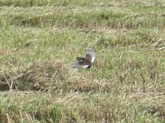 Coturnicops noveboracensis