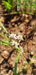 Asclepias brevipes