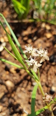 Asclepias brevipes