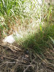 Dichanthium annulatum annulatum