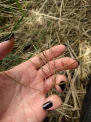 Dichanthium annulatum annulatum