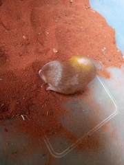 Amblysomus hottentotus