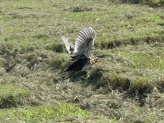 Coturnicops noveboracensis
