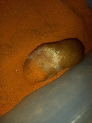 Amblysomus hottentotus