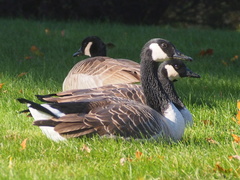 Branta canadensis