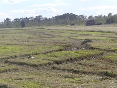 Coturnicops noveboracensis