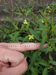 Ludwigia erecta