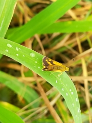 Taractrocera ina