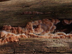 Merulius tremellosus