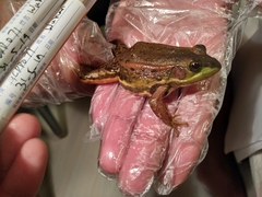 Pelophylax plancyi