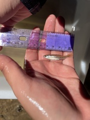 Notropis atrocaudalis