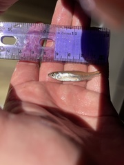 Notropis atrocaudalis