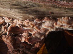 Merulius tremellosus