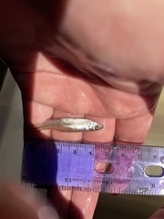 Notropis atrocaudalis