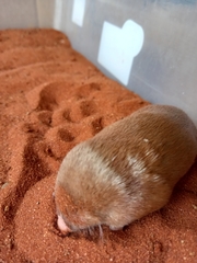 Amblysomus hottentotus