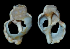 Talisman scrobilator