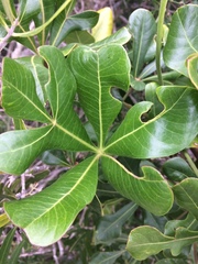 Cussonia thyrsiflora